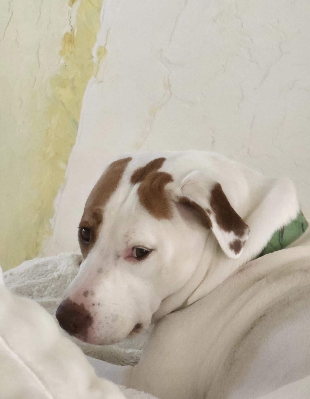 mia, la perra de Enzo Trapani