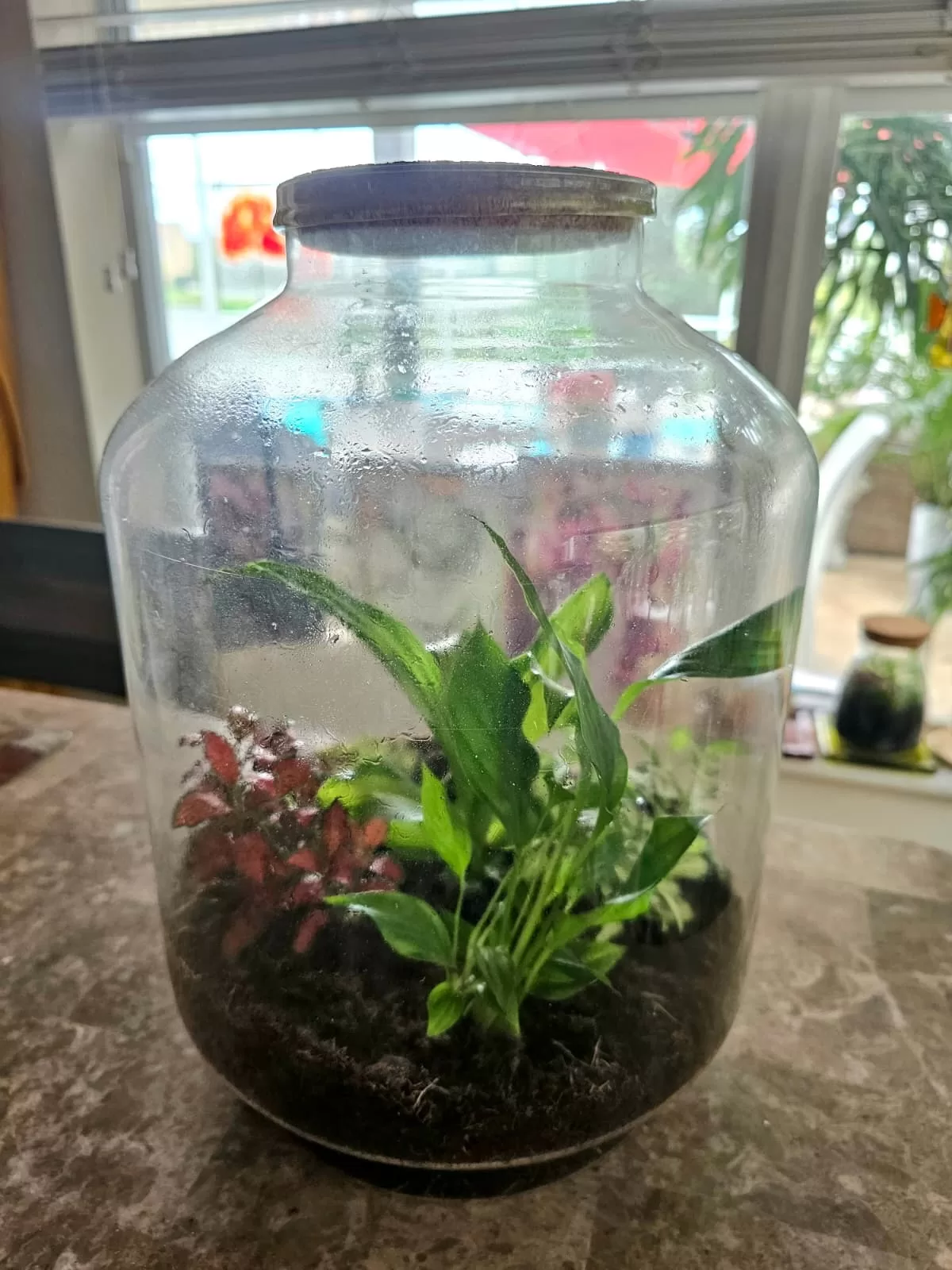 Enzo_trapani_florida